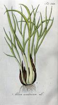 موسیر